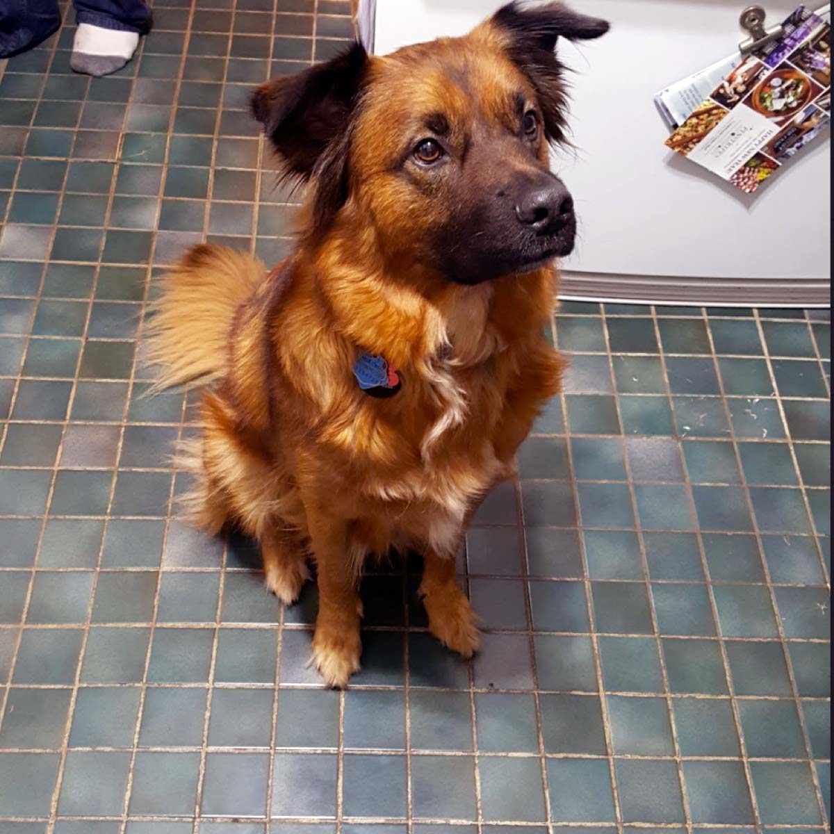 Dog Sitting on a Floor