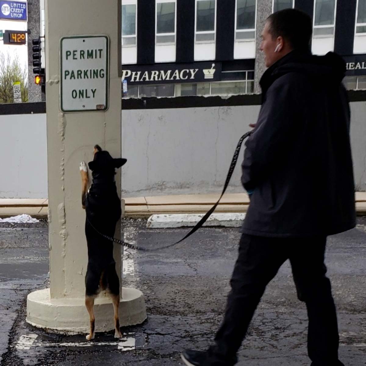 Dog Standing Near a Pillar